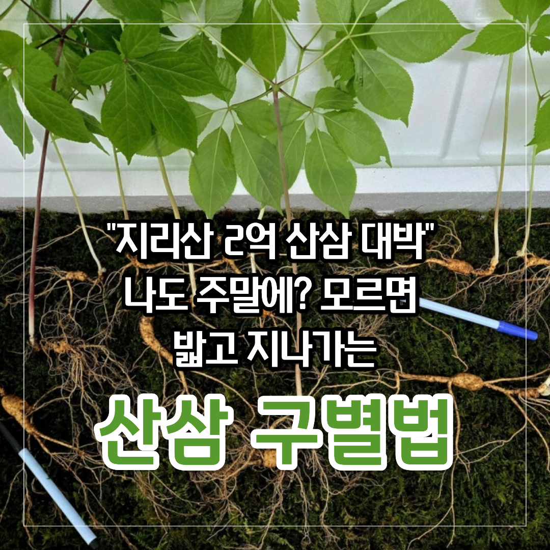 "지리산 2억 산삼 대박, 나도 주말에? 모르면 밟고 지나가는 산삼 구별법이라는 문구와 함께 산삼 뿌리와 잎이 깔려 있는 썸네일 이미지"